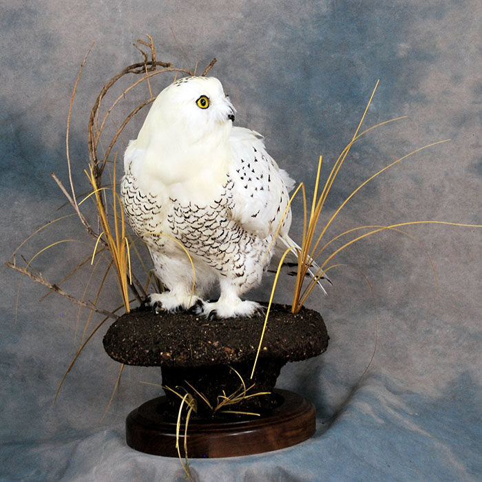 Snowy Owl Owl Recreation Reno Nevada bird taxidermy