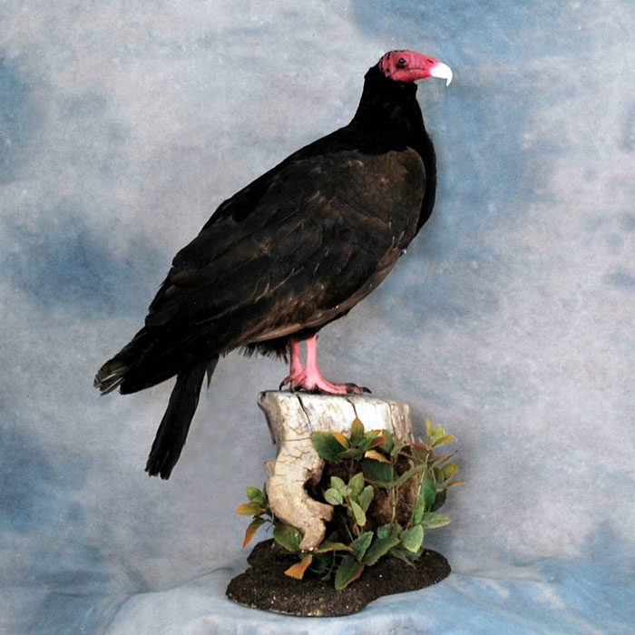 Turkey Vulture Recreation Reno Nevada bird taxidermy