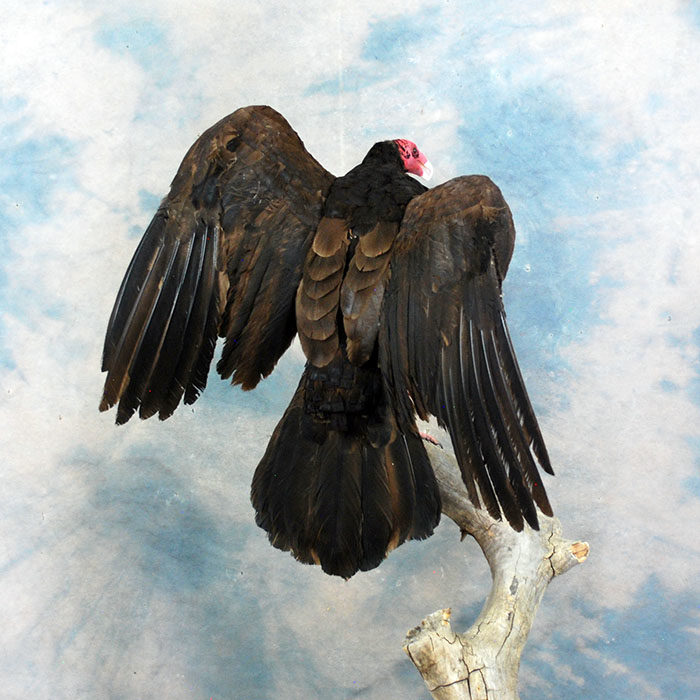 Turkey Vulture Recreation Reno Nevada bird taxidermy