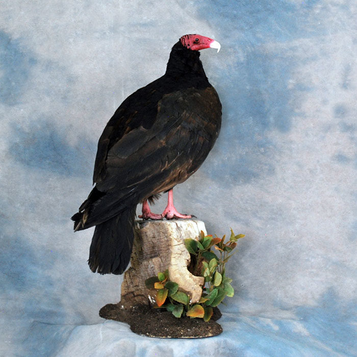 Turkey Vulture Recreation Reno Nevada bird taxidermy