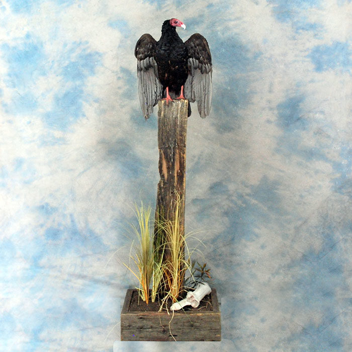 Turkey Vulture Recreation Reno Nevada bird taxidermy