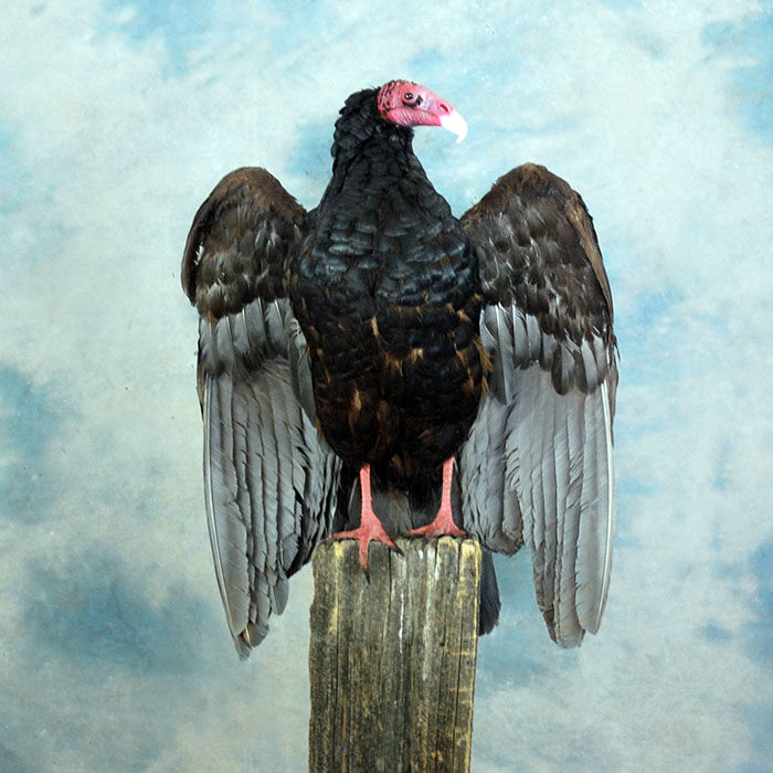 Turkey Vulture Recreation Reno Nevada bird taxidermy