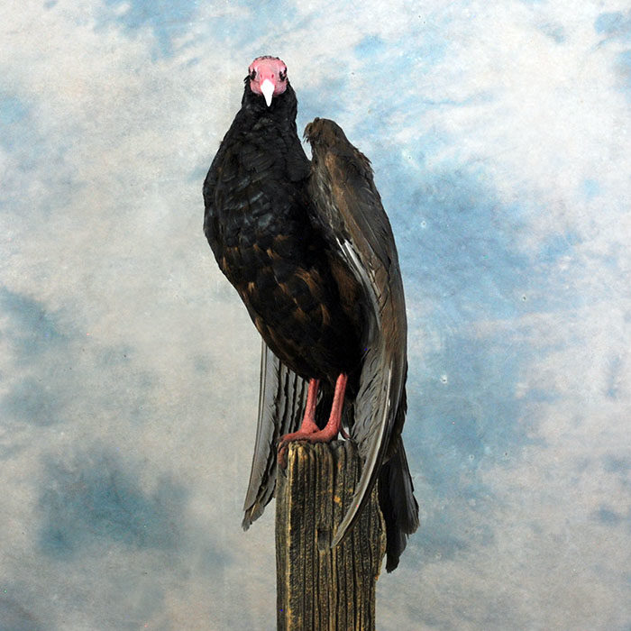 Turkey Vulture Recreation Reno Nevada bird taxidermy