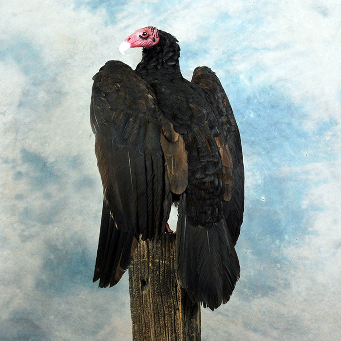 Turkey Vulture Recreation Reno Nevada bird taxidermy