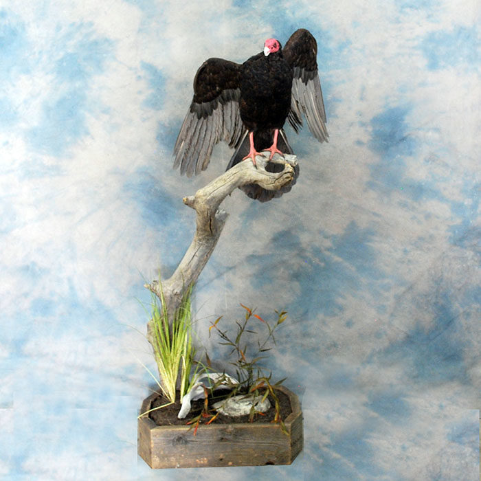 Turkey Vulture Recreation Reno Nevada bird taxidermy