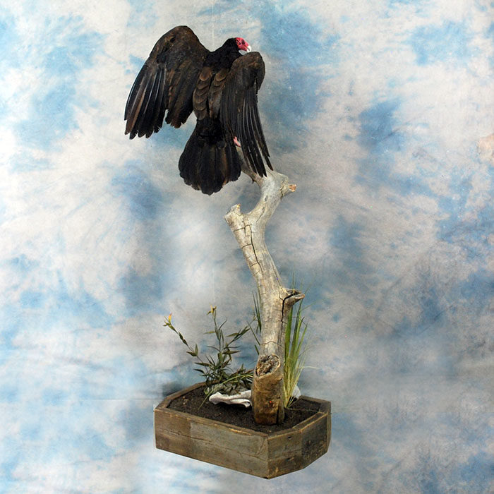 Turkey Vulture Recreation Reno Nevada bird taxidermy