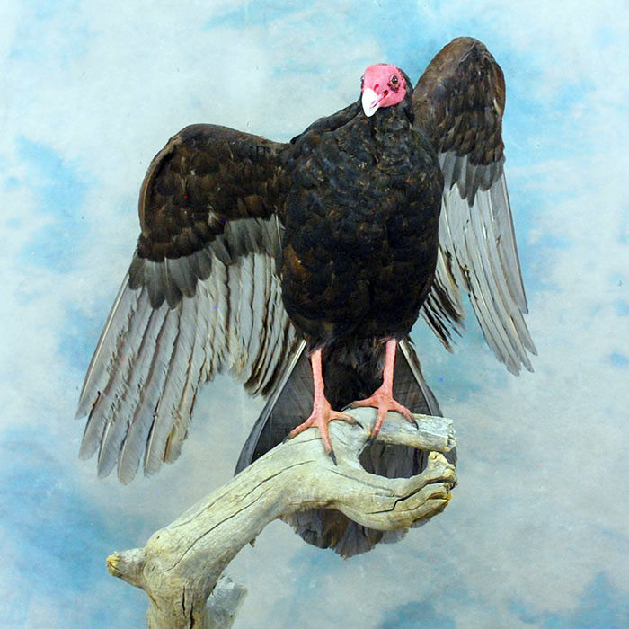 Turkey Vulture Recreation Reno Nevada bird taxidermy