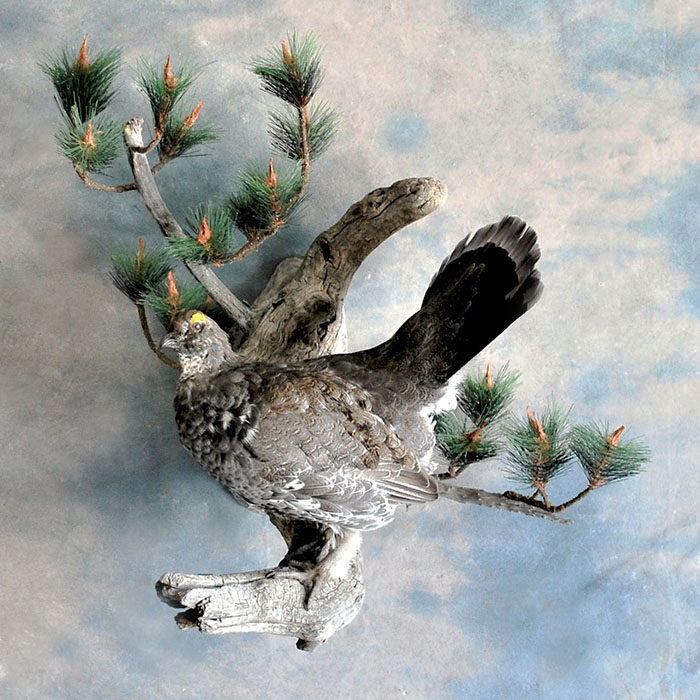 Blue Grouse Reno Nevada bird taxidermy