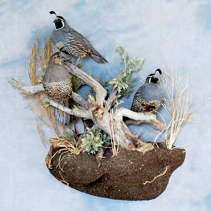 California Quail Reno Nevada bird taxidermy