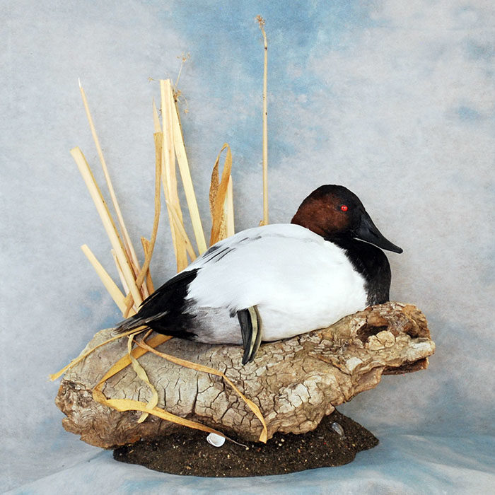 Canvasback Reno Nevada bird taxidermy