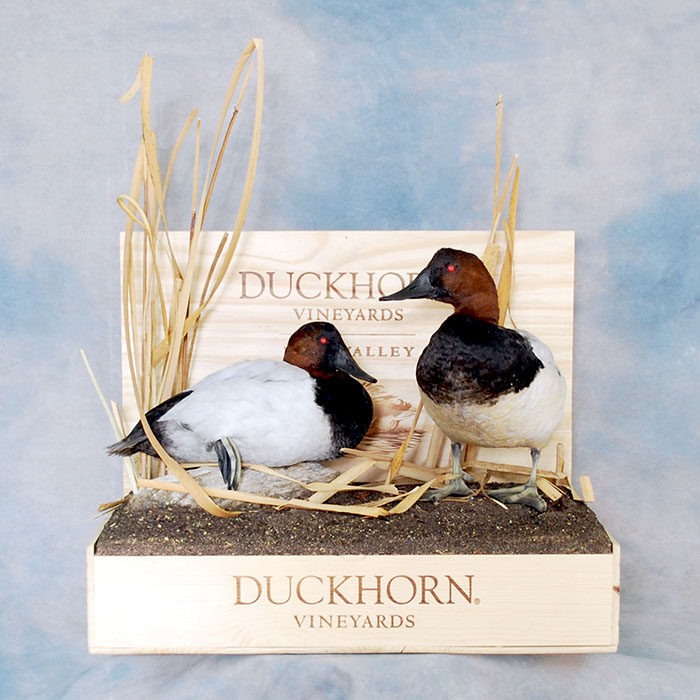 Canvasback Reno Nevada bird taxidermy