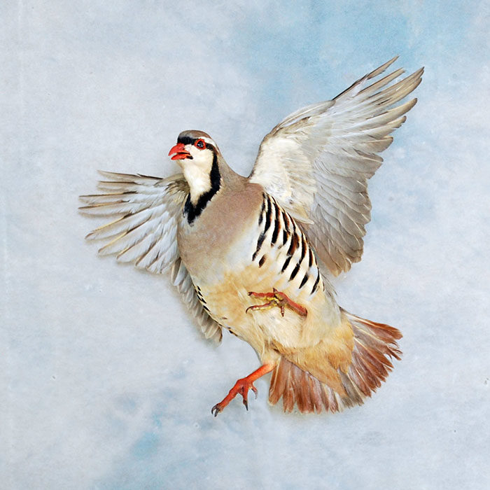 Chukar Reno Nevada bird taxidermy