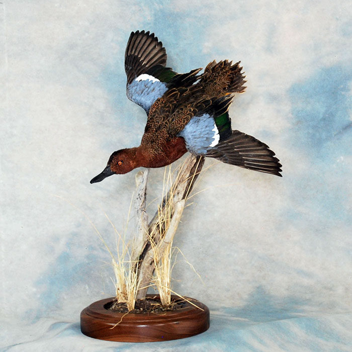 Cinnamon Teal Reno Nevada bird taxidermy