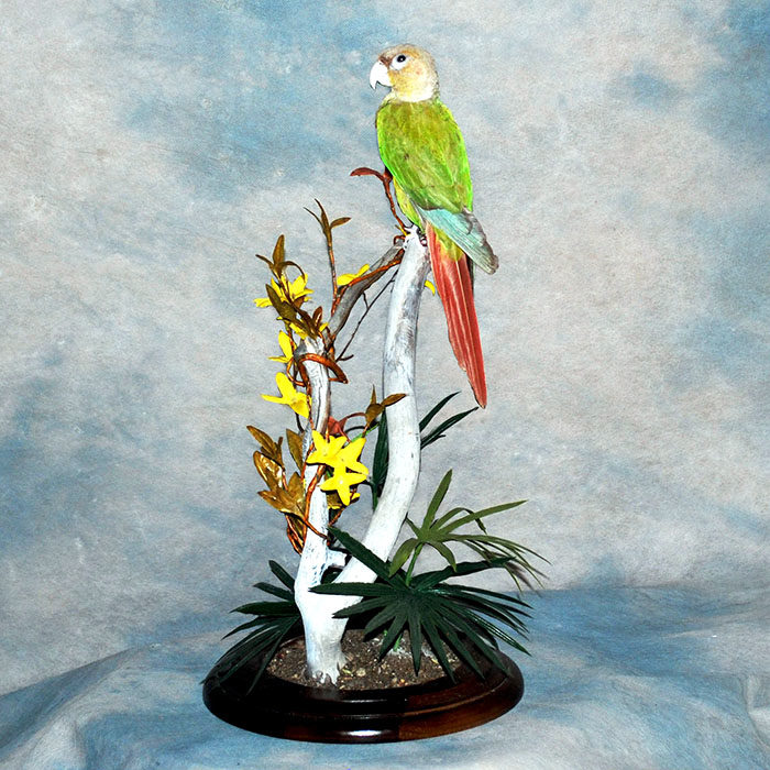 Conure Parrot Reno Nevada bird taxidermy