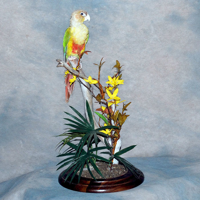 Conure Parrot Reno Nevada bird taxidermy