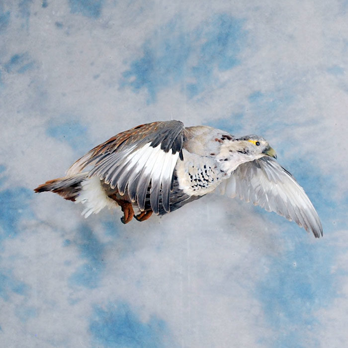 Himalayan Snowcock Reno Nevada bird taxidermy