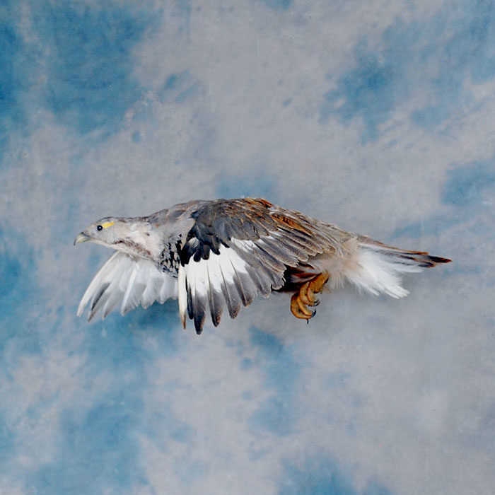 Himalayan Snowcock Reno Nevada bird taxidermy