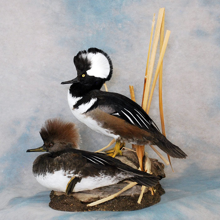 Hooded Merganser Reno Nevada bird taxidermy