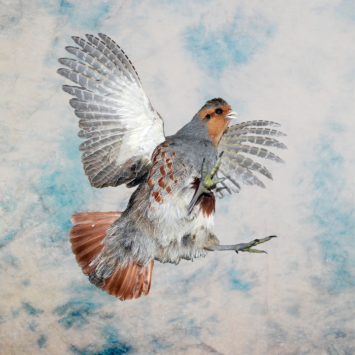 Hungarian Partridge Reno Nevada bird taxidermy