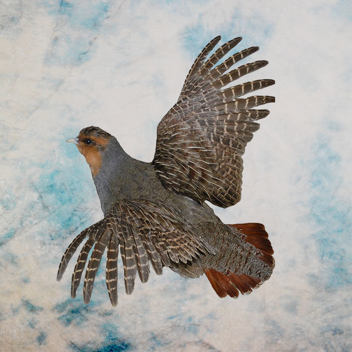 Hungarian Partridge Reno Nevada bird taxidermy