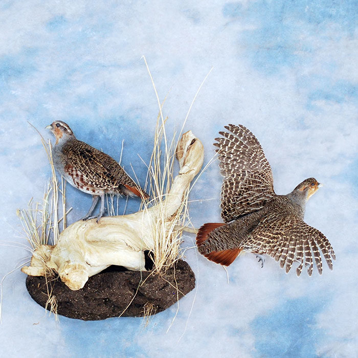 Hungarian Partridge Reno Nevada bird taxidermy