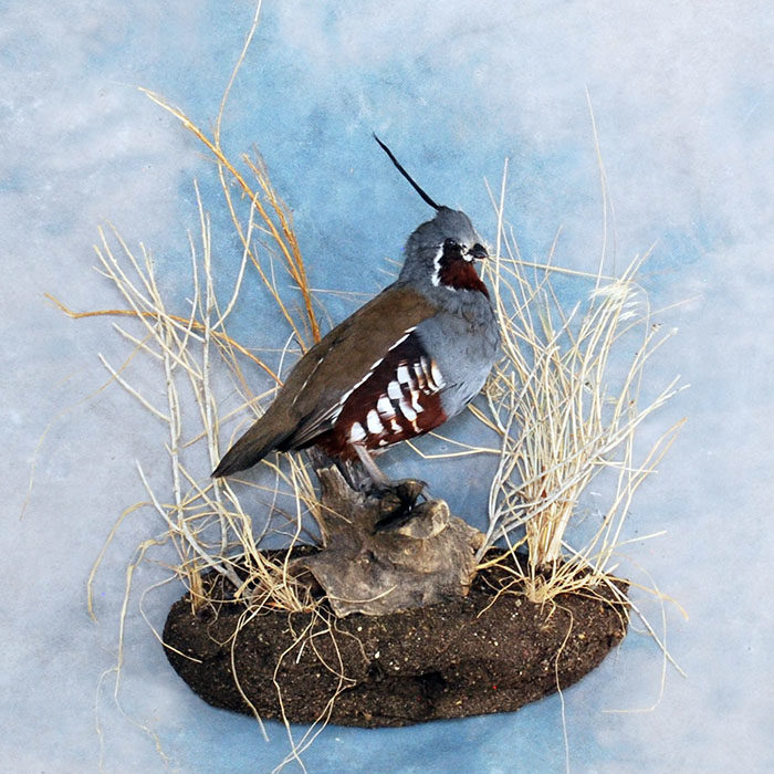 Mountain Quail Reno Nevada bird taxidermy