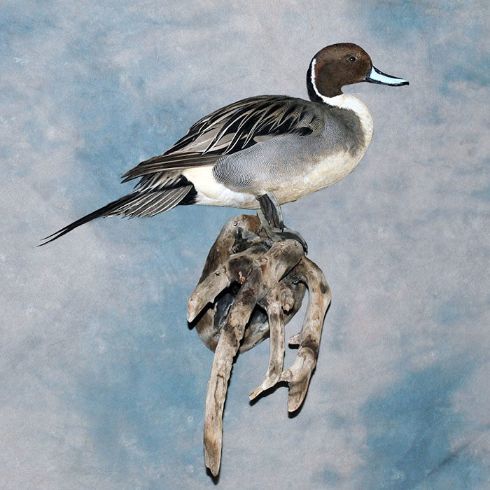 Northern Pintail Reno Nevada bird taxidermy