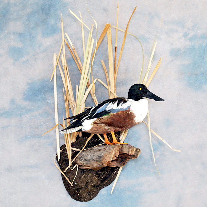 Northern Shoveler Reno Nevada bird taxidermy