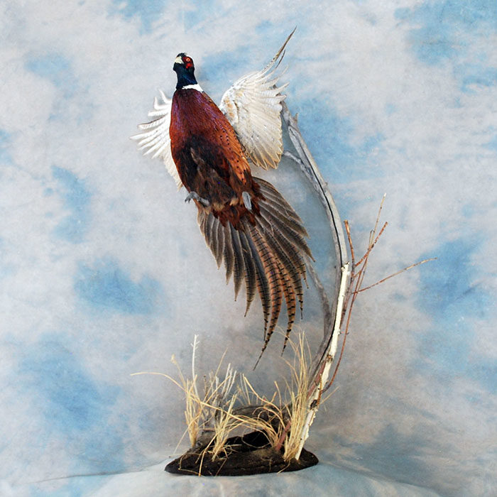 Ring-Neck Pheasant Reno Nevada bird taxidermy