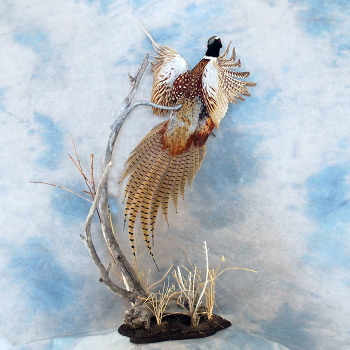 Ring-Neck Pheasant Reno Nevada bird taxidermy