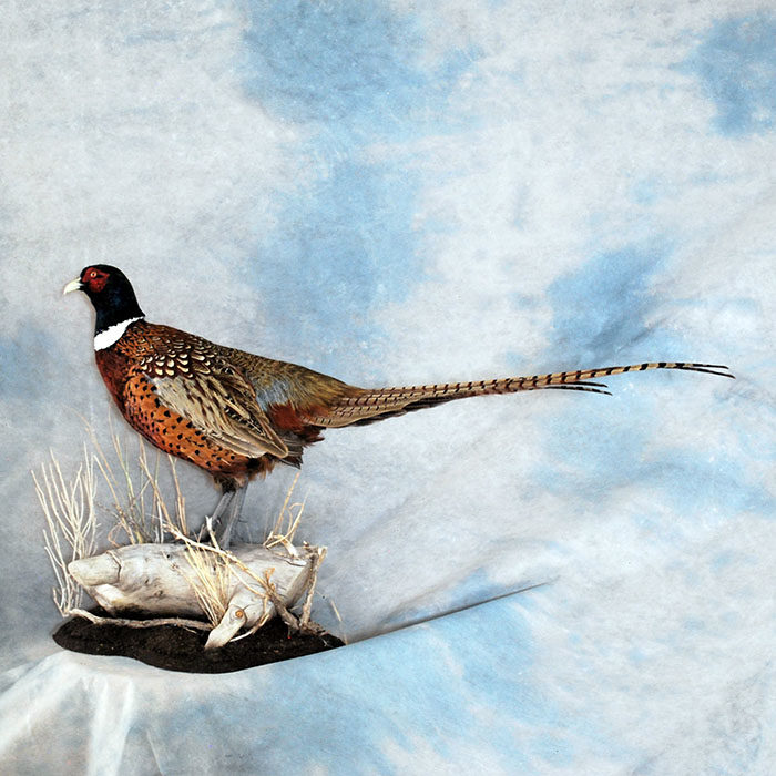 Ring-Neck Pheasant Reno Nevada bird taxidermy