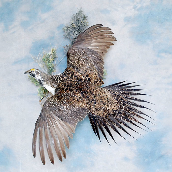 Sage Grouse Reno Nevada bird taxidermy