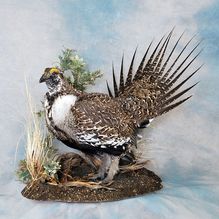 Sage Grouse Reno Nevada bird taxidermy