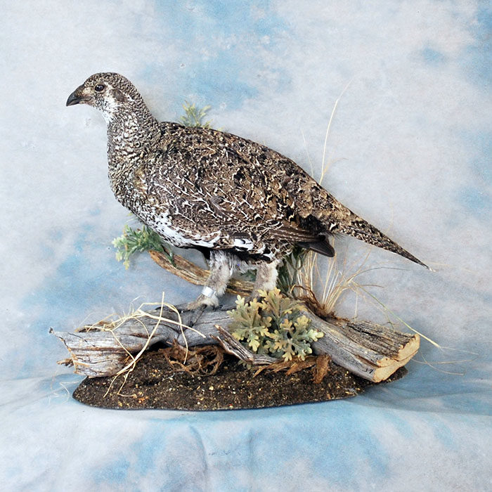 Sage Grouse Reno Nevada bird taxidermy