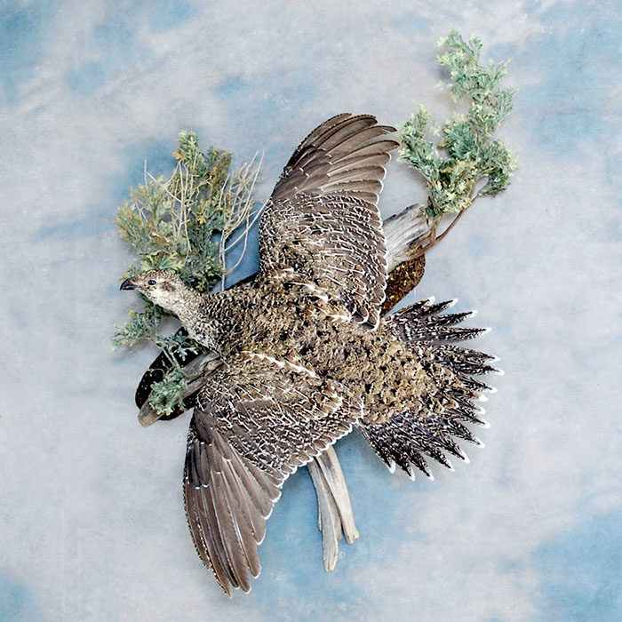 Sage Grouse Reno Nevada bird taxidermy