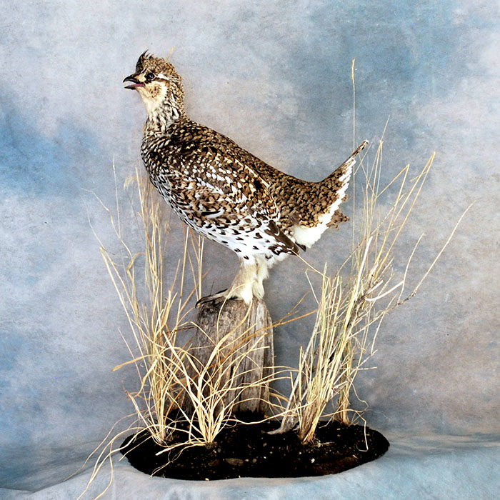 Sharp-Tail Grouse Reno Nevada bird taxidermy