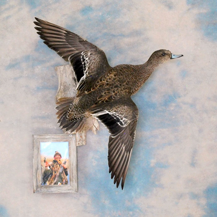 American Wigeon Reno Nevada bird taxidermy