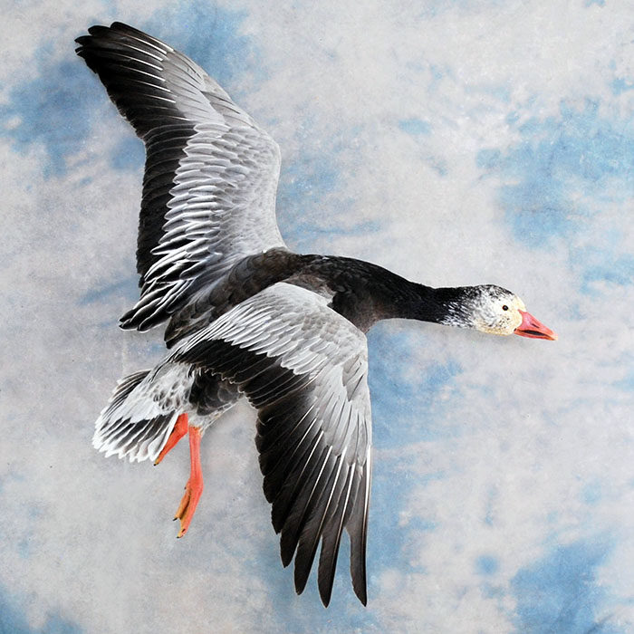 Blue Goose Reno Nevada bird taxidermy