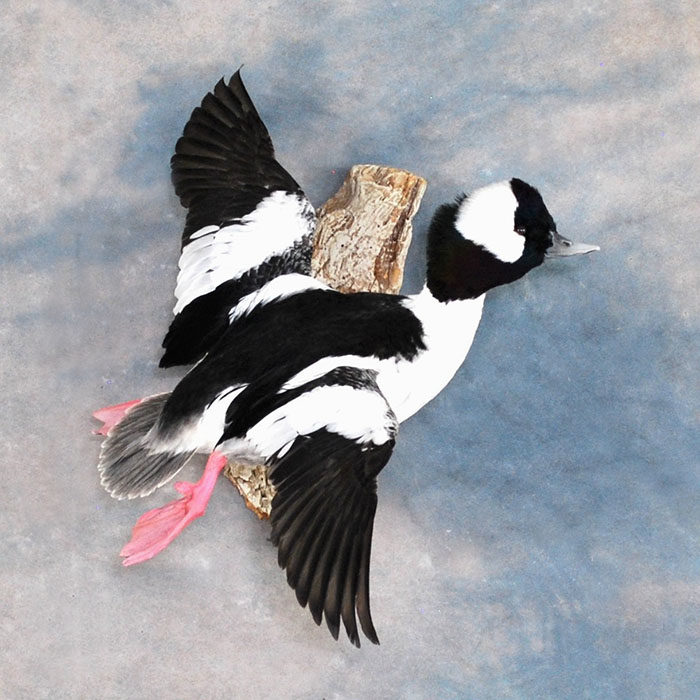 Bufflehead Reno Nevada bird taxidermy