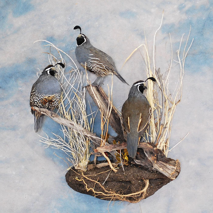 California Quail Reno Nevada bird taxidermy