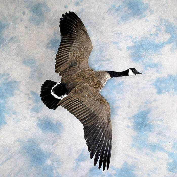 Canada Goose Reno Nevada bird taxidermy