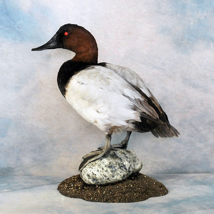 Canvasback Reno Nevada bird taxidermy