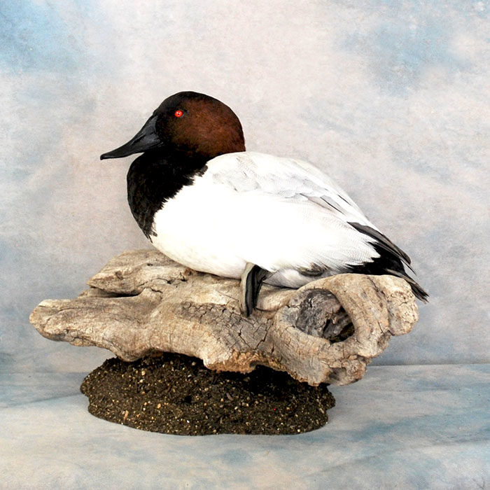 Canvasback Reno Nevada bird taxidermy