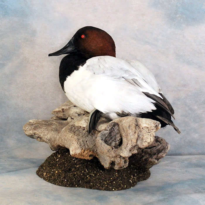 Canvasback Reno Nevada bird taxidermy