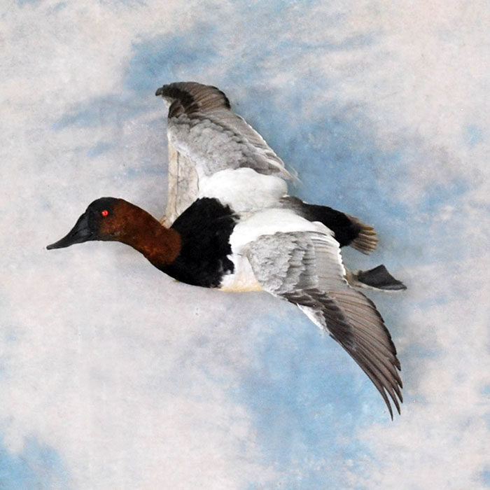 Canvasback Reno Nevada bird taxidermy