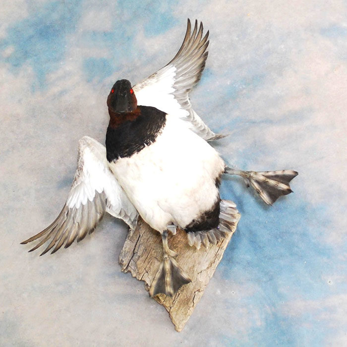 Canvasback Reno Nevada bird taxidermy