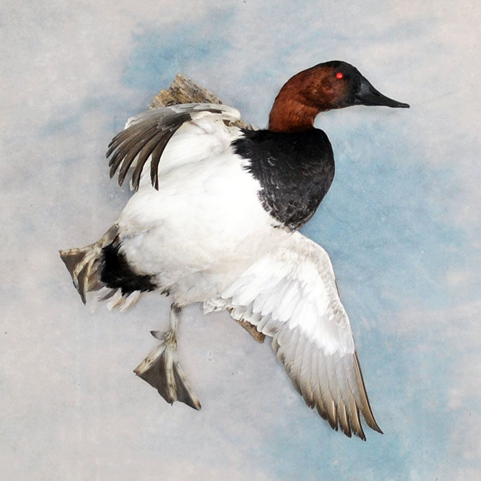 Canvasback Reno Nevada bird taxidermy