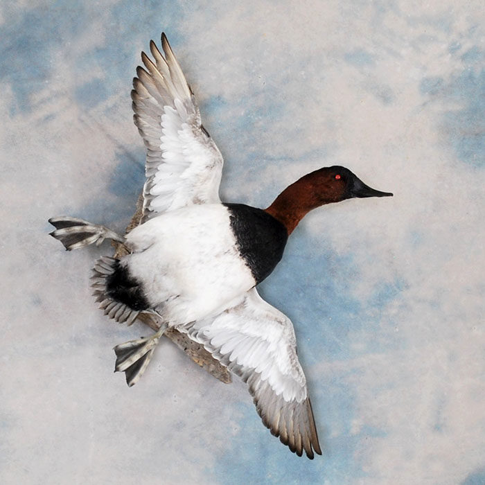 Canvasback Reno Nevada bird taxidermy