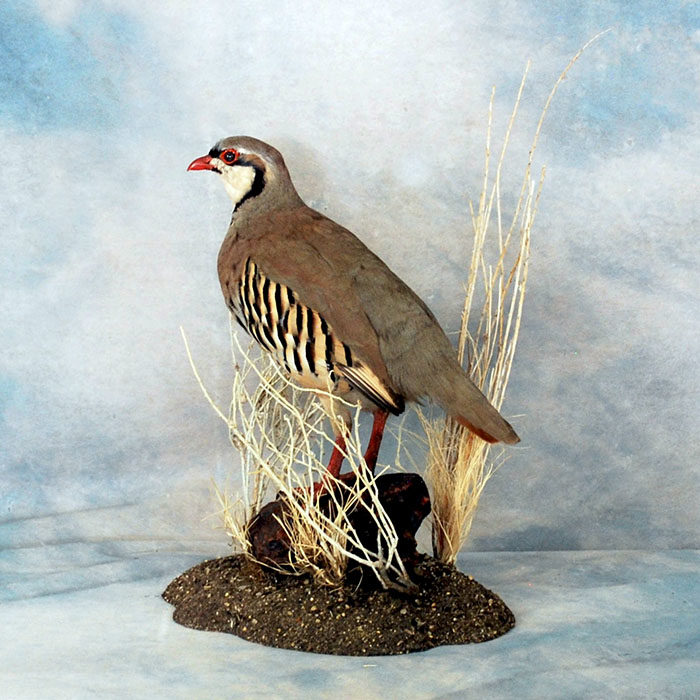 Chkar Reno Nevada bird taxidermy