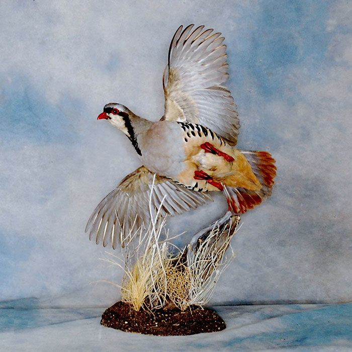 Chukar Reno Nevada bird taxidermy